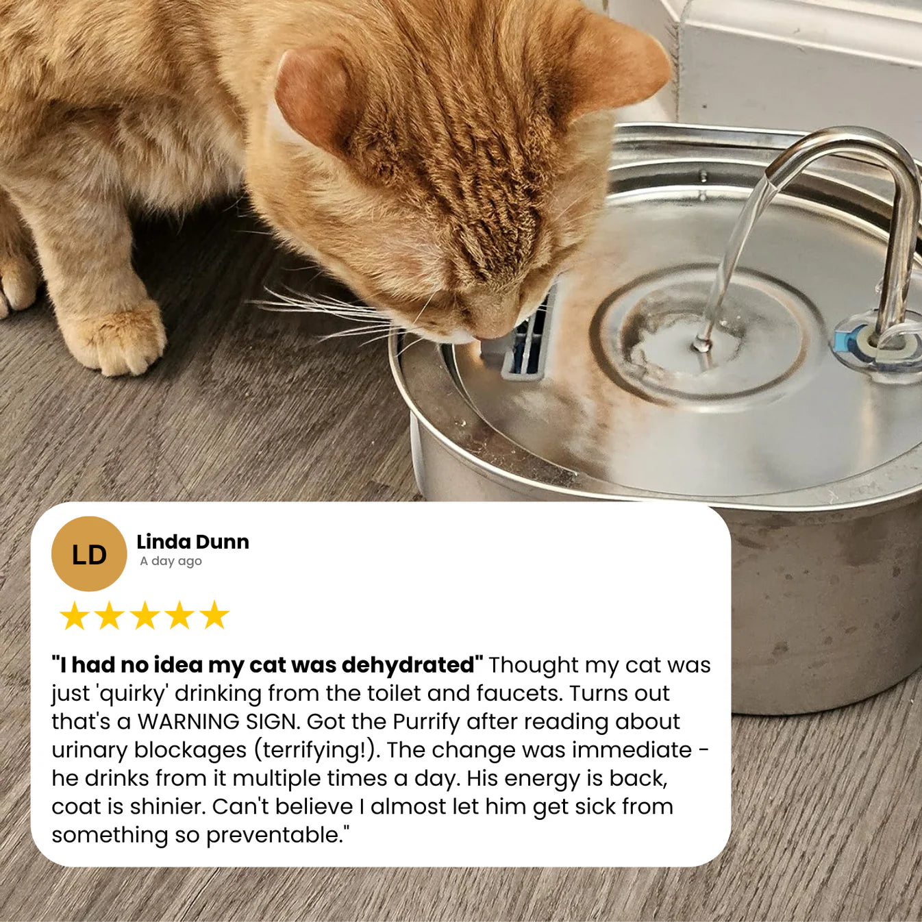 Protect your pet from dehydration and urinary emergencies with EverPaws™️